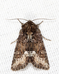 Oligia strigilis