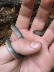 Carphophis amoenus amoenus
