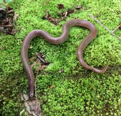 Carphophis amoenus amoenus