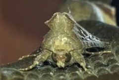 Argyrogramma signata