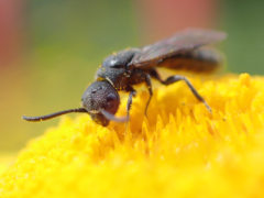 Sapygina decemguttata