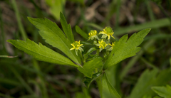 Hooked crowfoot (Ranunculus recurvatus)