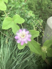 Passiflora