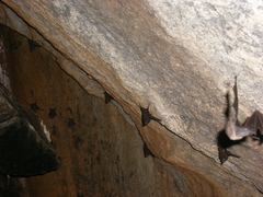 Balantiopteryx plicata