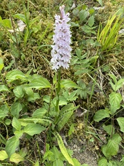 Dactylorhiza fuchsii