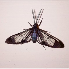 Mesothen caeruleicorpus