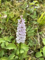 Dactylorhiza fuchsii