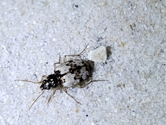 Tetragonoderus latipennis