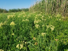 Thalictrum flavum
