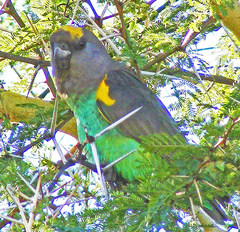 Poicephalus meyeri transvaalensis