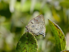 Panthiades hebraeus