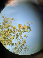 Passerculus sandwichensis