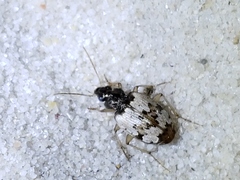 Tetragonoderus latipennis