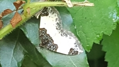 Mesoleuca albicillata