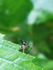 Aedes geniculatus
