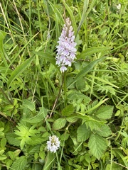 Dactylorhiza fuchsii