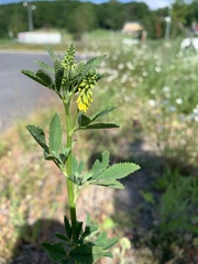 Melilotus officinalis