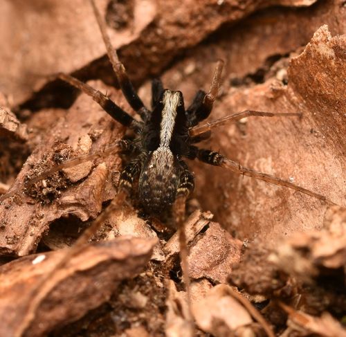 Pardosa saltans