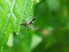 Aedes geniculatus