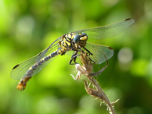 Small Pincertail