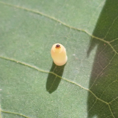 Caryomyia urnula