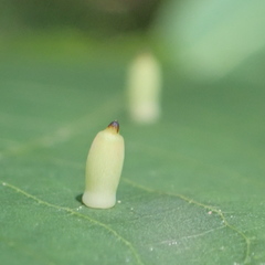 Caryomyia urnula
