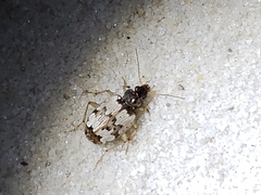 Tetragonoderus latipennis