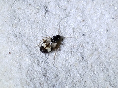 Tetragonoderus fasciatus