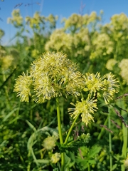 Thalictrum flavum