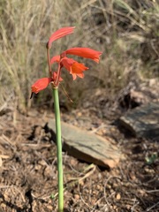Cyrtanthus bicolor