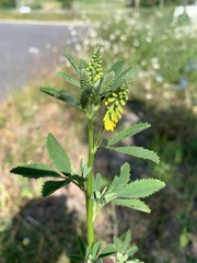 Melilotus officinalis