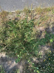 Melilotus officinalis