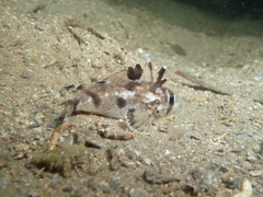 Devilfish photo 3
