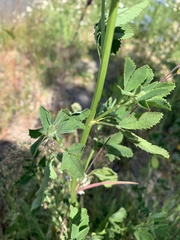 Melilotus officinalis