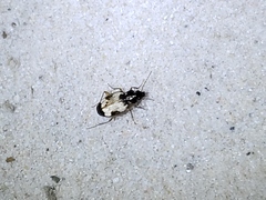 Tetragonoderus fasciatus