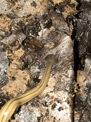 Bipalium pennsylvanicum