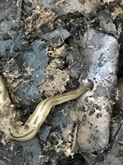 Bipalium pennsylvanicum