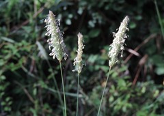 Phalaris coerulescens