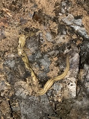 Bipalium pennsylvanicum