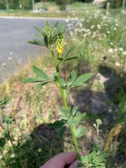 Melilotus officinalis