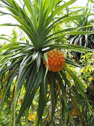 Pandanus odoratissimus iNat (1)
