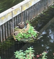 Gallinula chloropus