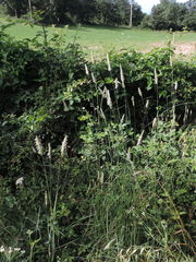 Phalaris coerulescens