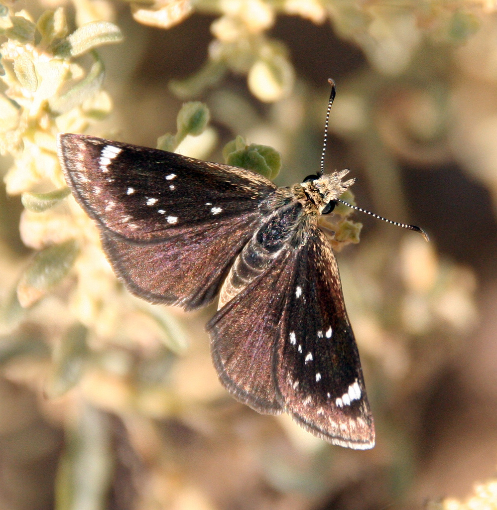 Mojave Sootywing