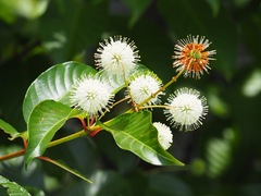 Cephalanthus tetrandra