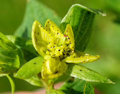 Hypericum × desetangsii