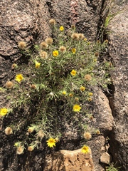 Heterotheca stenophylla