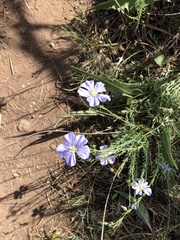 Linum lewisii
