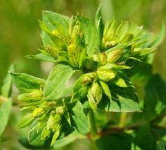Hypericum × desetangsii