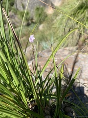 Polystachya zuluensis